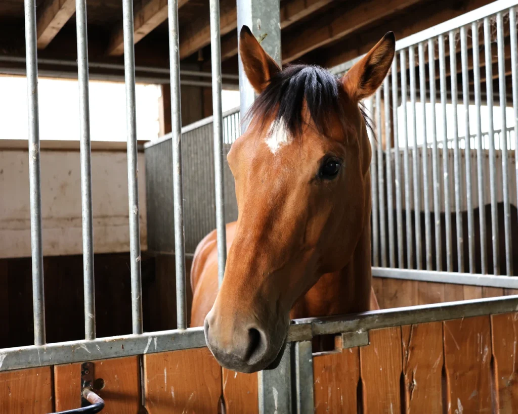 Braunes Pferd im Stall bei Frank Bauer